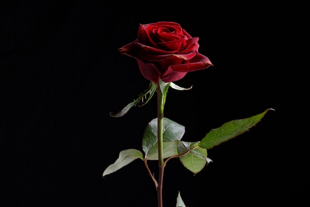 Red rose in front of black background