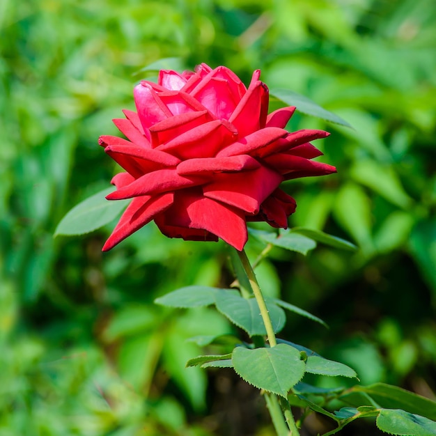 Red rose in the garden close-up