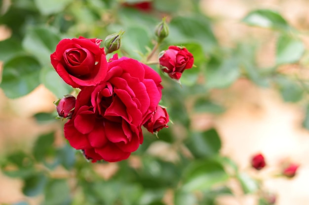 Red rose garden hybrid floribunda closeup Fantasy nature dreamy landscape Many red rosebuds grow in the garden