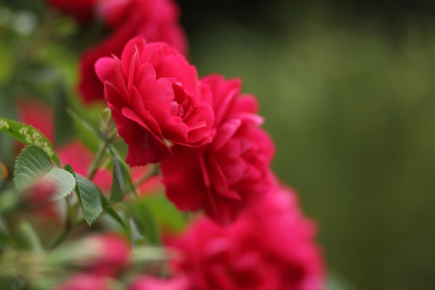 Red rose garden hybrid floribunda closeup Fantasy nature dreamy landscape Many red rosebuds grow in the garden