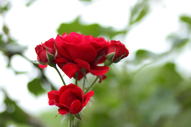 Red rose garden hybrid floribunda closeup Fantasy nature dreamy landscape Many red rosebuds grow in the garden