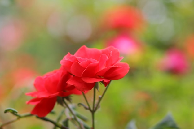 Red rose garden hybrid floribunda closeup Fantasy nature dreamy landscape Many red rosebuds grow in the garden