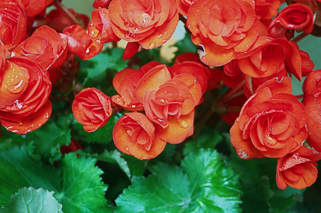 red rose garden in thailand.