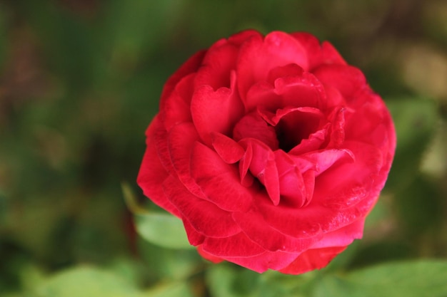 A red rose hides in the shade of the trees of the botanical garden