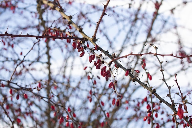 Red rose hips on bare branches in the snow