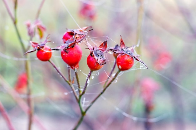 Photo red rose hips in a garden with cobwebs on a wet autumn morning