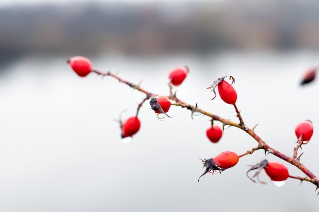 Red rose hips with raindrops on the bush