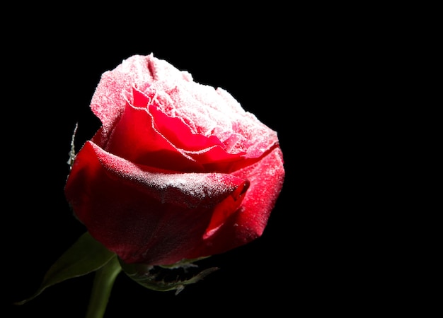 Red rose in ice, isolated on black