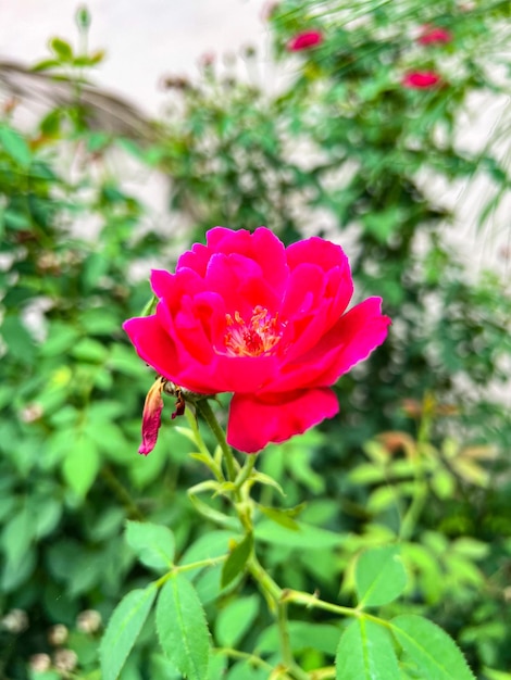 A Red Rose Image With Blur Background