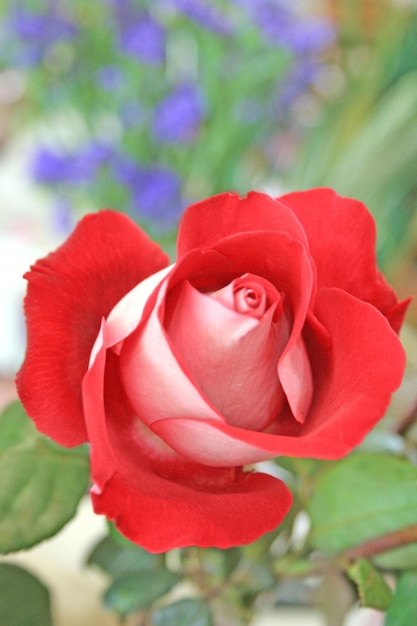 A red rose is in front of a green background.