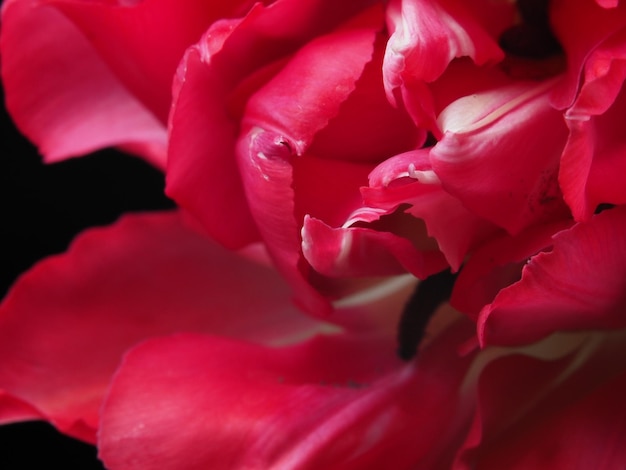 A red rose is shown in this close up picture.