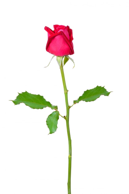 Red rose isolated on white background