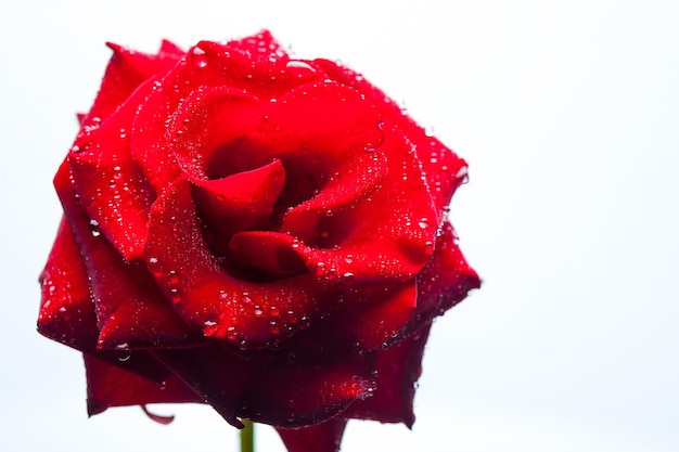 Red rose isolated on white