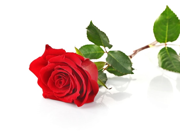 Red rose isolated on white