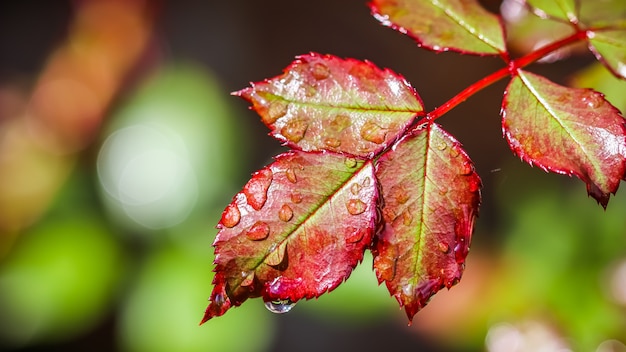 Red rose leaf with raindrops in the autumn garden bokeh with light reflection