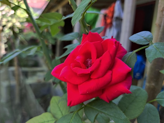 Red rose and little flower. Natural background.