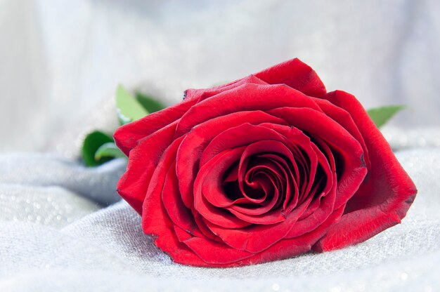 Red rose lying on a white cloth