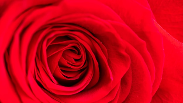 Red rose. Macro view.