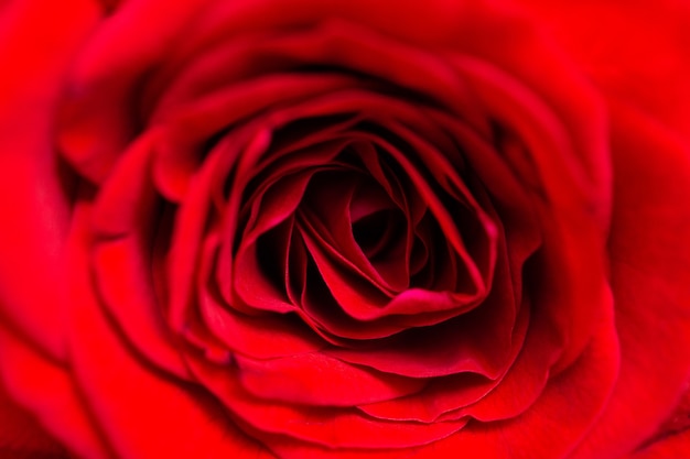 Red rose macro