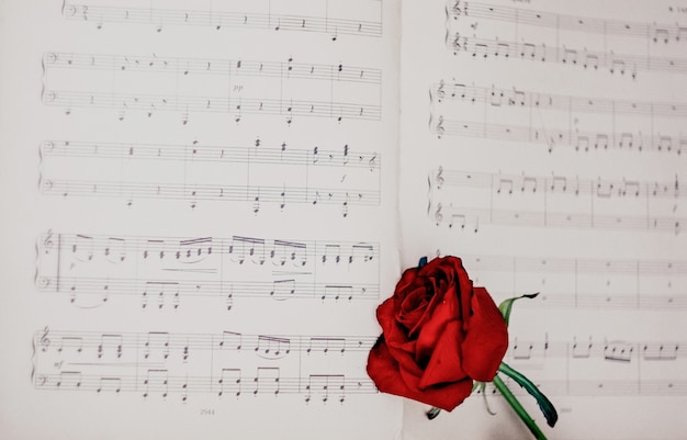 Red rose on the music notes