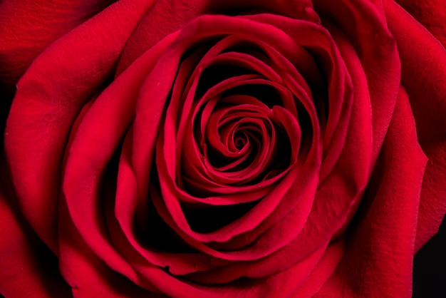 Red rose petals closeup. Red rose, background for Valentine’s day.