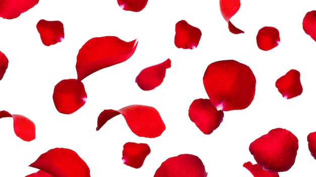 Red rose petals isolated on a white background. Flying petals. High quality photo