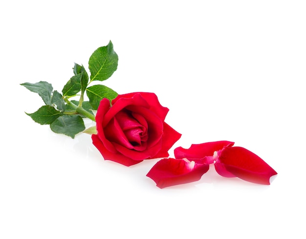 Red rose petals isolated on white