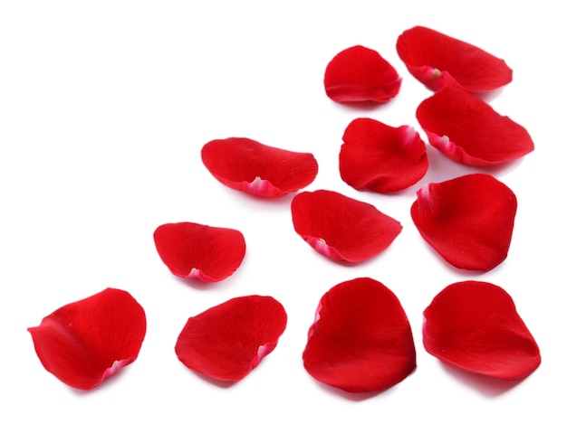 Red rose petals isolated on white