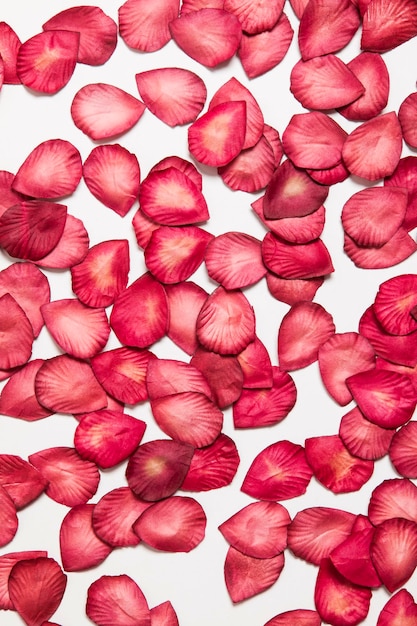 Red rose petals on a plain white background Romantic valentines