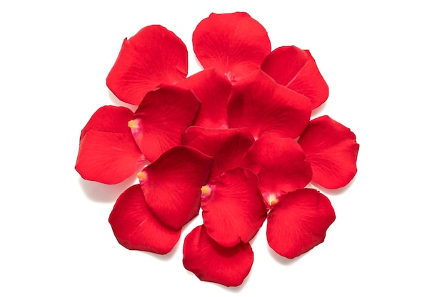 Red rose petals Romantic rose decoration On a white background