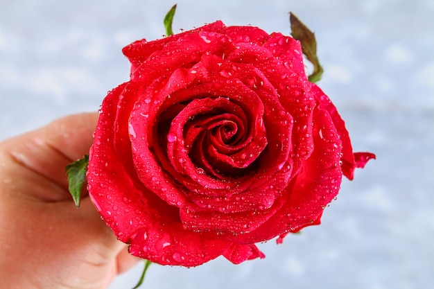 Red rose petals with rain drops closeup. Red Rose.