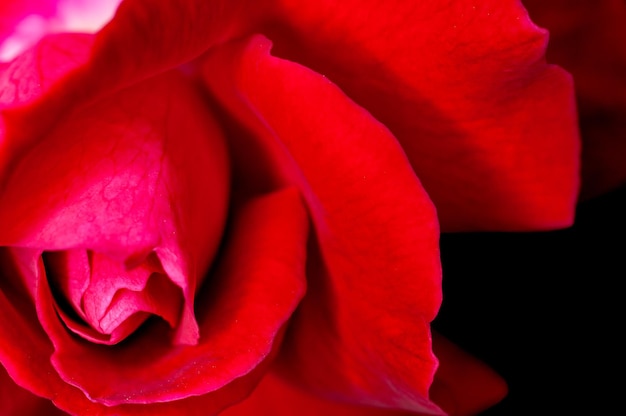 Red rose showing fine texture