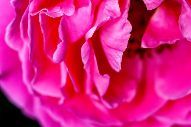 Red rose showing fine texture