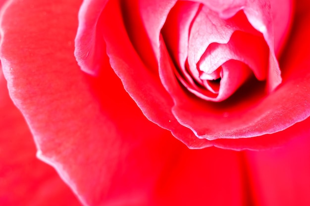 Red rose showing fine texture