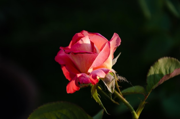 Red rose in the sun in the garden on a summer day. The beauty and diversity of flowers.