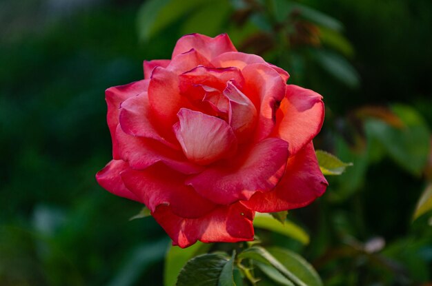 Red rose in the sun in the garden on a summer day. The beauty and diversity of flowers.