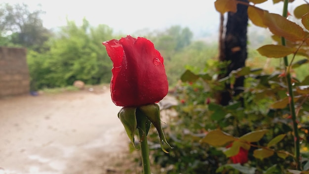 a red rose that is on a stem