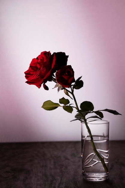 Red rose in a transparent glass vase on a dark wooden table on a delicate pink background