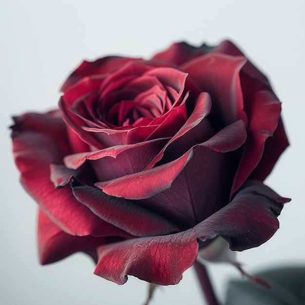 red rose on white background