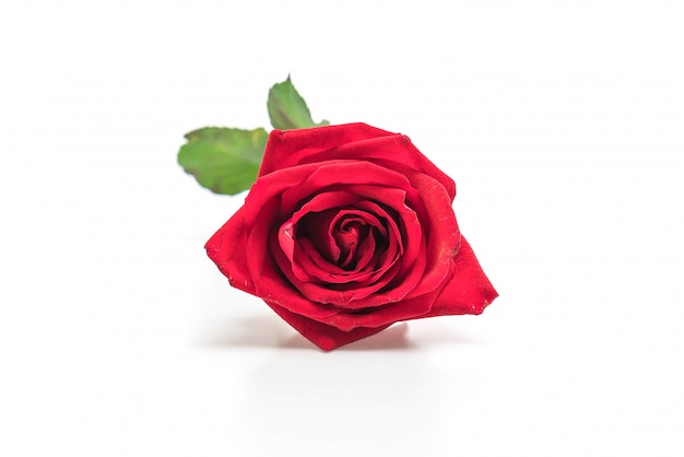 red rose on white background