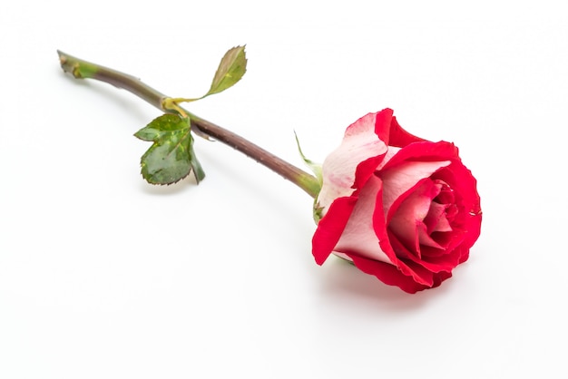 red rose on white background