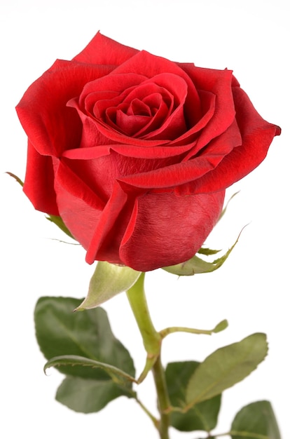 Red rose on a white background