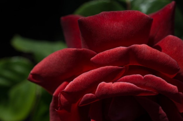 A red rose with a dark background