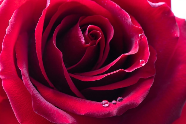 A red rose with dew drops on the petals closeup macro