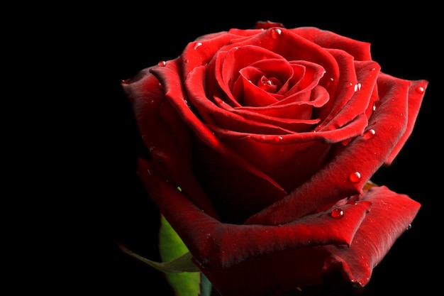 Red rose with drops of water on black