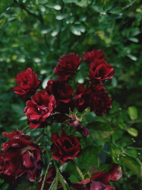 A red rose with a green background