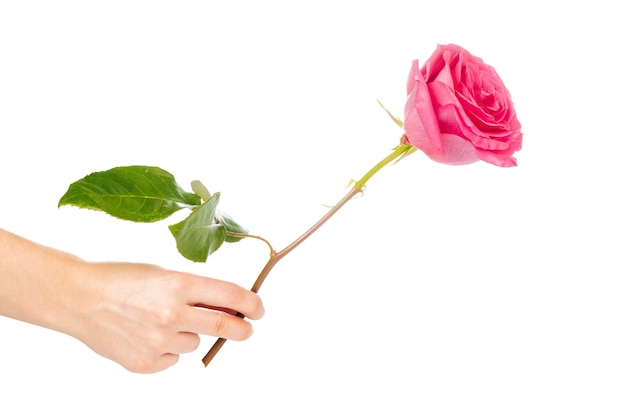 Red rose with green leaves isolated