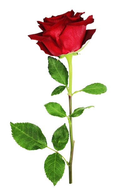 Photo a red rose with green leaves on it