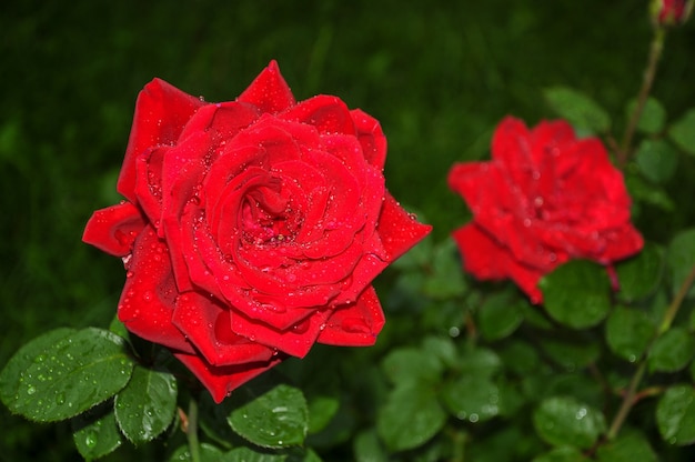 Red rose with rain drops