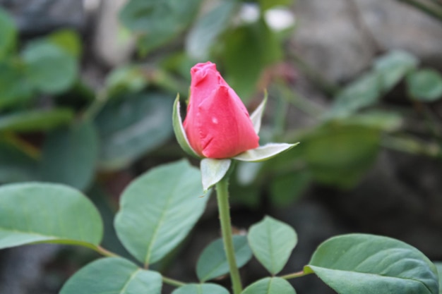 a red rose with a small dot on it